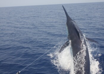 The 2013 snapper season in South Australia is closed from November 1 through until December 15. Image: Jamie Crawford